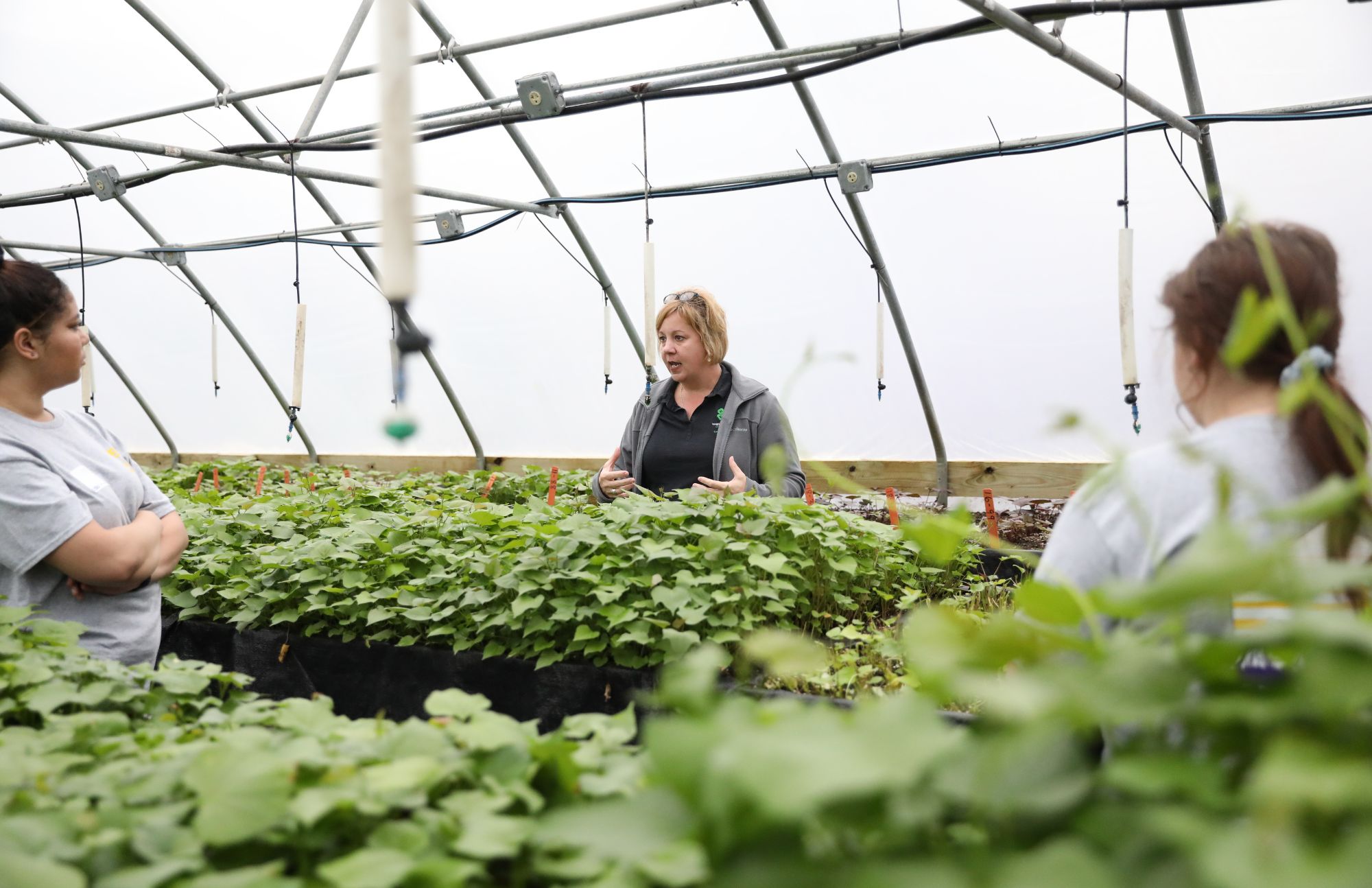 Sweet potato greenhouse