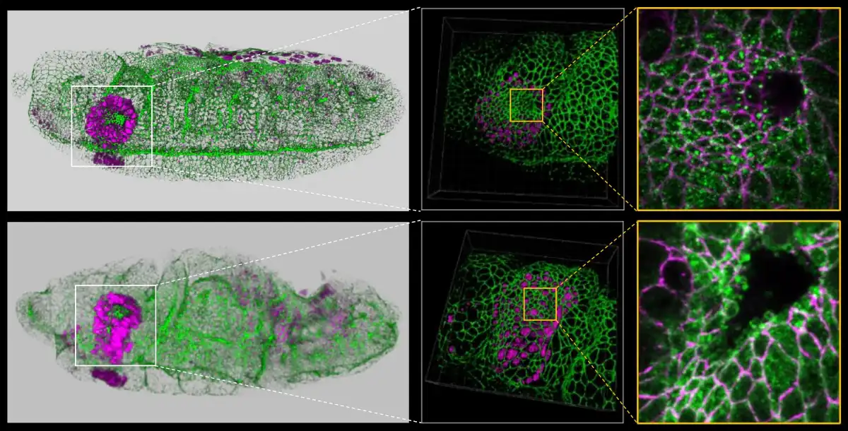 Huygens Image Contest Prize Winner
