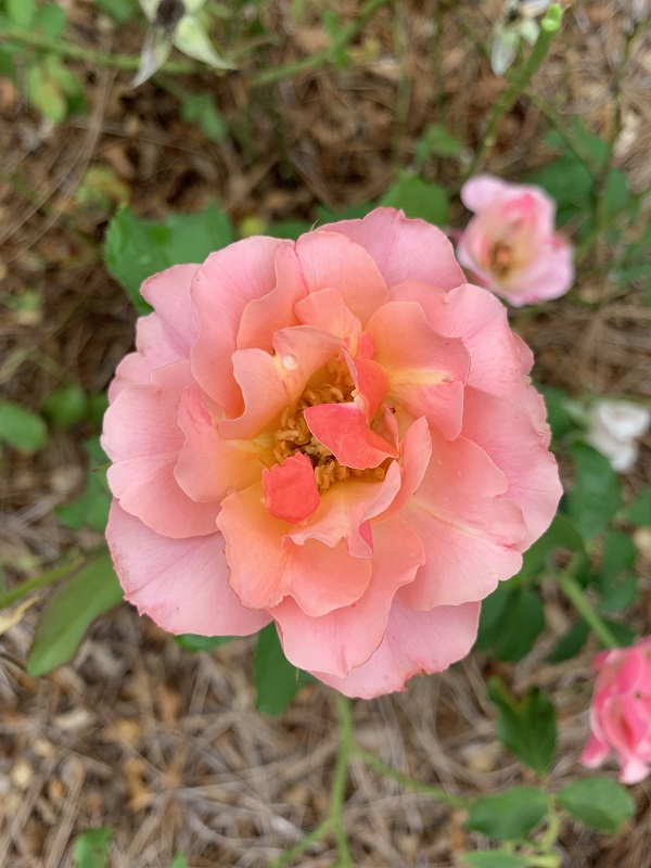 pink rose