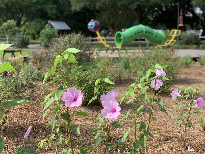 picture of pollinator garden