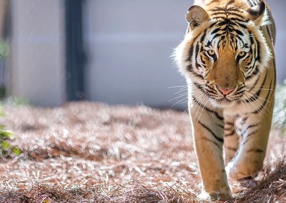 Mike the Tiger