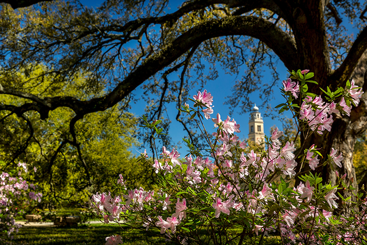 azalea beneath oak tree