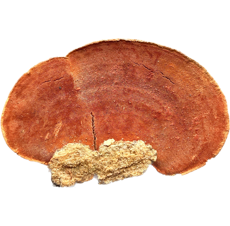 polyporus