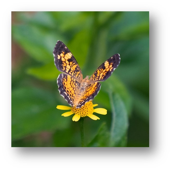 butterfly on bloom