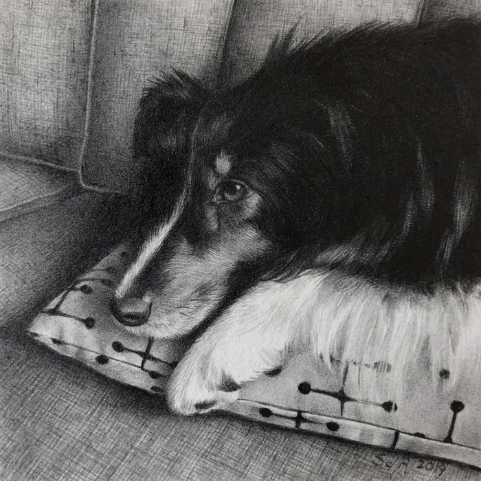 Couch Potato pencil drawing of a dog on a couch