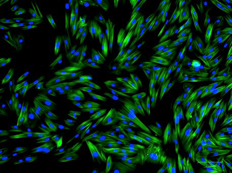 hoof progenitor cells