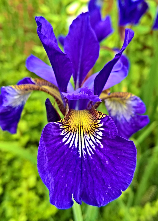 iris